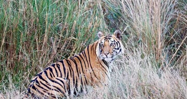 शहडोल के वन बाघों और हाथियों के लिए नेचुरल कॉरिडोर— 4 टाइगर रिजर्व्स को जोड़ने में अहम भूमिका
