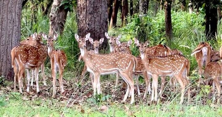 बफर जोन में वन्यजीव पर्यटन का बढ़ रहा आकर्षण